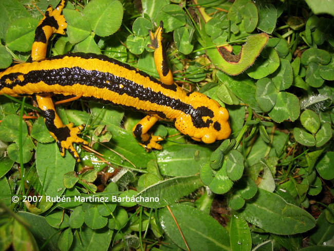 Salamandra salamandra fastuosa